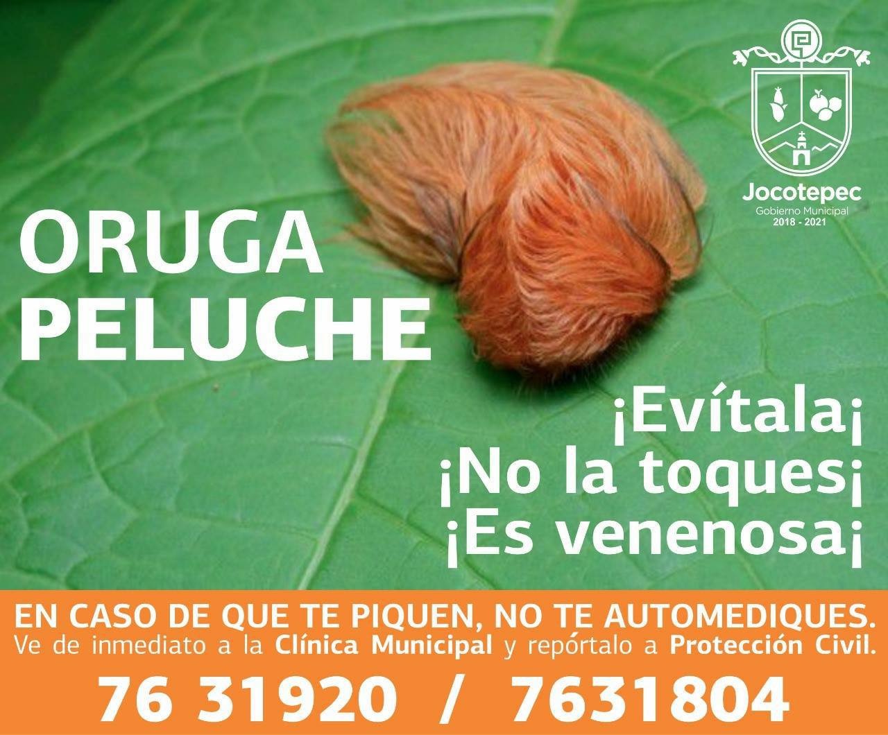 LA ORUGA PELUCHE