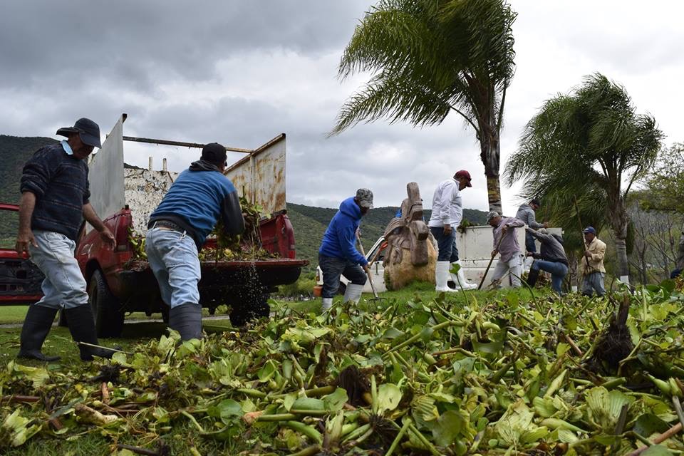 Retiran lirio del lago