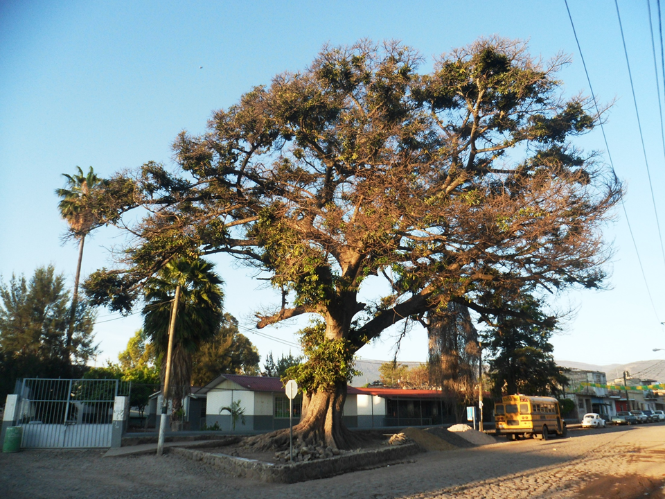¿Recuerdas el árbol de la Higuera? Así va el Cristo que salió de ahí